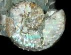 Iridescent Discoscaphites Ammonite - South Dakota #38970-2